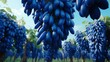 Midjourney Bot
BOT
 — 12/24/2023 8:07 PM
The surreal beauty of a blue java banana orchard stretching endlessly under a clear, blue sky, with each tree bearing clusters of ripe, vibrant  -Generative Ai