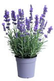 Fototapeta Lawenda - A potted plant with purple flowers on a white background. Suitable for home decor, gardening, or floral themes