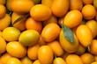 Many kumquat fruits. Kumquat fruit top view. Background from ripe kumquat.
