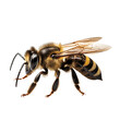 © Dima - Close up of bee isolated on transparent and white background. Generative ai
