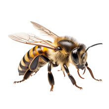 Close Up Of Bee Isolated On Transparent And White Background. Generative Ai