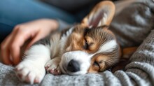 A Photo Of A Small Red Pembroke Corgi Puppy Sleeping In The Arms Of Its Owner