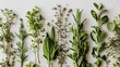 © Anna - a group of different types of herbs on a white surface with green leaves and white flowers on each side of the stems, and white flowers on the side of each side of the wall.
