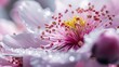  a close up of a pink and white flower with water droplets on it's petals and the center of the flower with a yellow center surrounded by drops of dew.