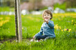 © MNStudio - Cute toddler boy having fun between rows of beautiful yellow daffodils blossoming on spring day.