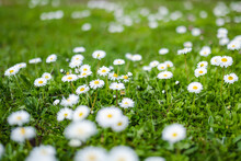 Beautiful Meadow In Springtime Full Of Flowering White And Pink Common Daisies On Green Grass. Daisy Lawn.