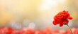 Red carnation blossom on isolated magical bokeh background with text space on left side