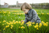 Fototapeta Tulipany - Cute toddler boy having fun between rows of beautiful yellow daffodils blossoming on spring day.