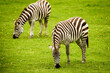 Mesmerizing scene of zebras on the African savannah, their black and white stripes creating a captivating pattern.