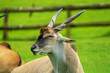  Elands, the largest antelopes, in zoo.