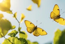 Set Three Beautiful Yellow Butterflies Gonepteryx Isolated On White Background Butterfly With Spread
