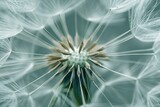 Fototapeta Dmuchawce - Close Up of Dandelion Flower