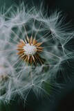Fototapeta Dmuchawce - A close up of a dandelion