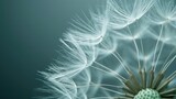 Fototapeta Dmuchawce - Close Up of Dandelion on Blue Background