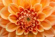 An orange dahlia flower close up