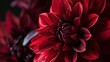  a close up of a red flower on a black background with a blurry focus on the center of the flower and the center of the flower withered petals.