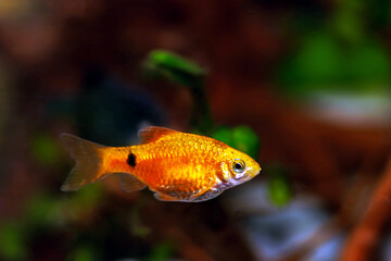Wall Mural - Rosy Barb (Red Barb) freshwater fish in aquarium - Puntius conchonius