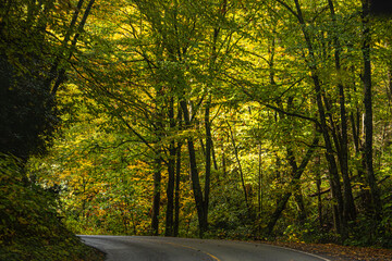 Wall Mural - road in the woods