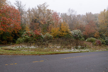 Wall Mural - Autumn trees in a chill fog 