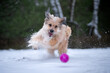 Pies bawi się piłką podczas zimowego spaceru