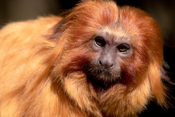 Wall Mural - the golden lion tamarin South America primates with a magnificent reddish-gold coat and a long, backswept mane.
