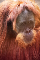 Wall Mural - Orangutans are the largest arboreal mammal, spending most of their time in trees. Long, powerful arms and grasping hands and feet allow them to move through the branches.