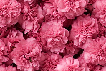  pink carnations background wall texture pattern seamless wallpaper