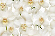 white orchids background wall texture pattern seamless wallpaper