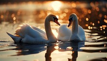 Two Swans Are Swimming In The Water