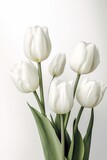 Fototapeta Tulipany - White tulips on a white background