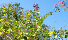 Bauhinia Purpurea (Purple Orchid Tree, Purple Bauhinia, Camel's Foot, Butterfly Tree) On Blue Sky
