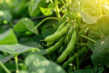 Canvas Print - Green beans growing in a garden in summer.