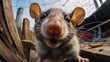 Close-up selfie portrait of a rat.