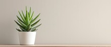 Green Aloe Vera In Pot On Chest Of Drawers Indoors
