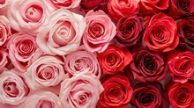 Red And Pink Roses Background Banner For Valentine's Day