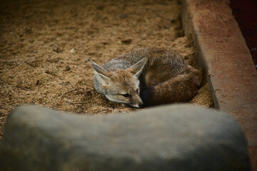 dwarf fox sleeping in the zoo