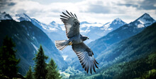 Eagle In The Sky, Photograph Of A Blue-gray Hawk Soaring Over A Mountain Valley In Spring