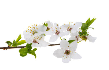 Poster - branch with cherry flowers isolated