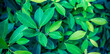 Green leaves background. Fresh tropical Green leaves panoramic wallpaper. Calm peaceful serene greenery lush foliage. Summer plants texture abstract nature pattern background. Spa wellbeing meditation