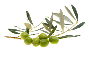 Sticker - branch with green olives isolated