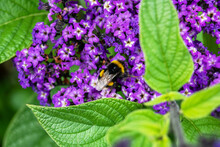 Bumblebee On A Purple Flower In Spring
