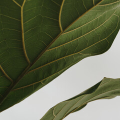 Sticker - Green ficus home plant leaves over white background