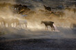 © Feyzullah - Pissing Horse