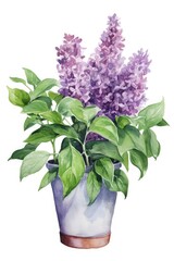 Wall Mural - Bouquet of lilacs in a flower pot on a white watercolor background