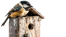 Chickadee House On Clear On A Transparent Background