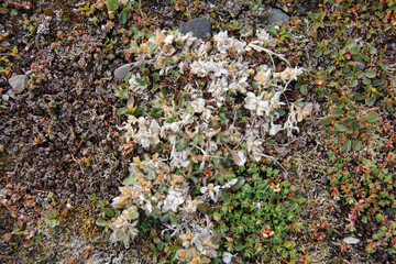 Wall Mural - minuscule fleures dans une région aride