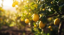  A Bunch Of Lemons Hanging From A Tree In A Field With Sunlight Shining Through The Leaves And On The Branches Of The Tree, There Is A Bunch Of Lemons In The Foreground.