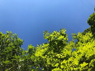 chestnut tree and sky 2