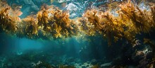 Catalina Island Reef's Seaweed