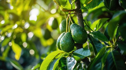 Poster - Fresh organic avocado ripe growing on branches with green leaves in sunny fruiting garden